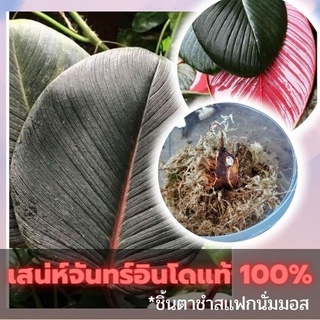 ชิ้นตาต้นเสน่ห์จันทร์สายพันธุ์นำเข้าจากอินโดแท้ 100% สายพันธุ์ไม้หายาก ใบสวยจัดๆ คัดข้อตาชัด พร้อมส่ง