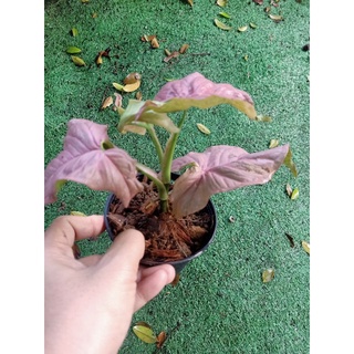 🌺ออมชมพู(Syngonium hybrid pink)สายหวานมาแล้วจ้า🌺🌺 ออมชมพูหวานๆไซส์ตั้งแม่