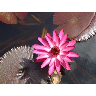 10 เมล็ด เมล็ดบัว สีแดง นำเข้า บัวนอก สายพันธุ์เมล็ดบัว Waterlily Nymphaea Seeds