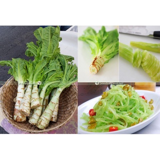 ขายดี สวนครัว/ผักกาดหอมต้น (Stem lettuce) 2000เมล็ด(ฟรีคู่มือปลูก)/อินทรีย์ คละ สวนครัว ดอก