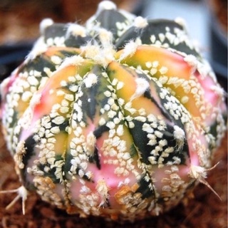 Astrophytum hybrid variegated (แอสโตร์ไฮบริดด่าง) 10เมล็ด.-99