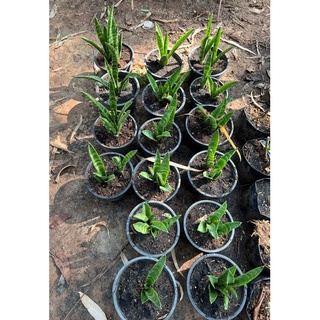 ลิ้นมังกร ไม้ฟอกอากาศ ต้นดาบพระอินทร์ snake plant