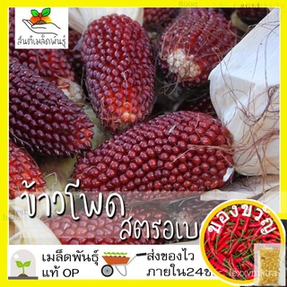 เมล็ดพันธุ์เมล็ดพันธุ์ ข้าวโพดสตรอเบอรี่ ป็อปคอร์น 30 เมล็ด Strawberry Corn Seed เมล็ดพันธุ์แท้100% นำเข้าจากต่างประเทศ