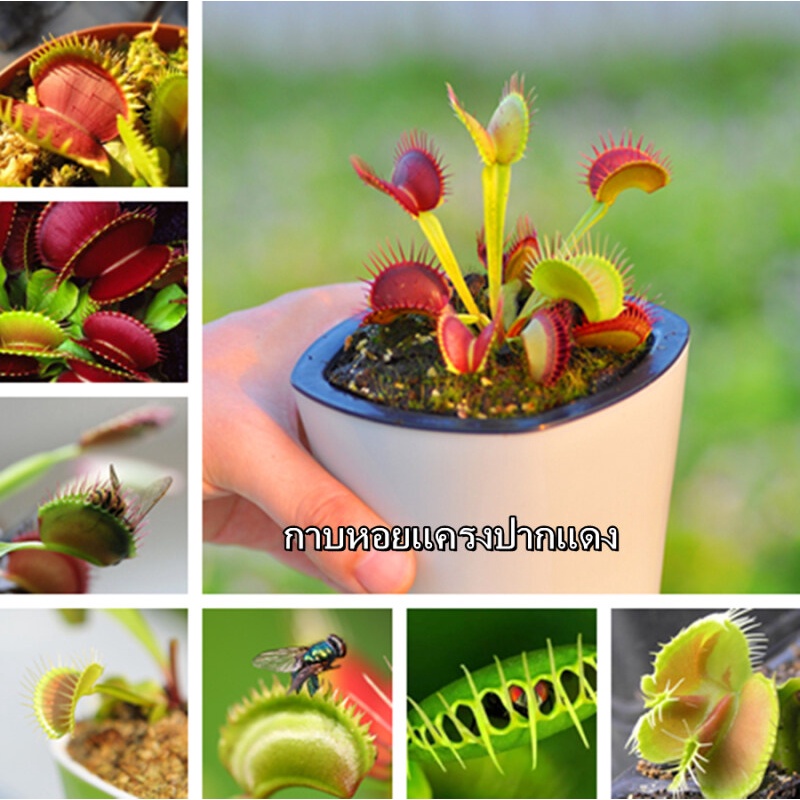 ปลูกง่าย กาบหอยแครงปากแดง Venus Flytrap 30 ต้นไม้ เมล็ดพันธุ์ ต้นไม้ประดับ เมล็ดบอนสี ต้นบอนสีแปลกๆ 