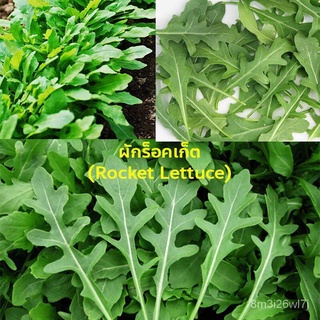 อินทรีย์ ต้น ดอก/เมล็ดพันธุ์ผัก ร็อคเก็ต (Rocket Lettuce) 100 เมล็ด ปลูกง่าย ปลูกได้ทั่วไทย VW53