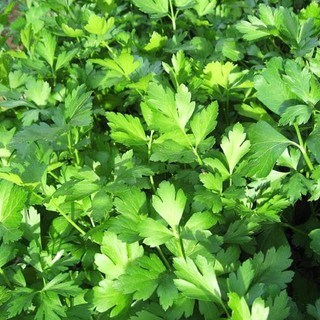 เมล็ดพันธุ์ พาสเลย์อิตาเลี่ยนใบใหญ่ พันธุ์มิลาน (Italian Parsley) บรรจุ 100 เมล็ด