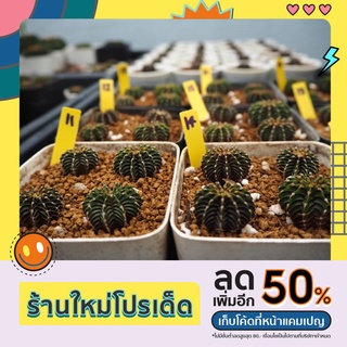 LB2178 แท้ไม้เมล็ด ชุดละ 4 ต้น