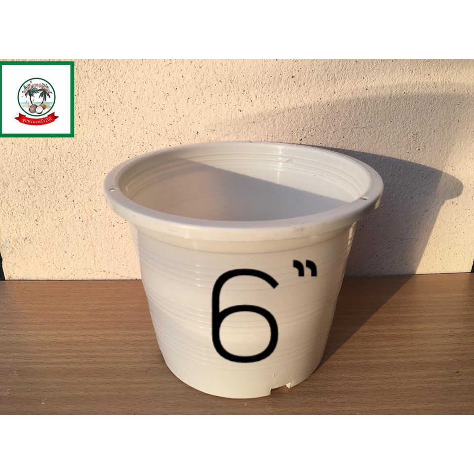 กระถางต้นไม้พลาสติกสีขาวขนาด 6 นิ้ว/White flower pot/plant pot 6 inch