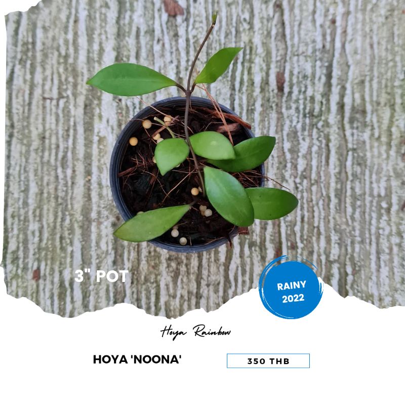 Hoya 'Noona' / โฮย่าหนูนา
