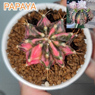 แคคตัสPapaya⭐ต้นชำหน่อด่างสวย⭐ขนาด3.7cm.จัดส่งทั้งกระถาง2.5นิ้ว