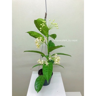 โฮย่าลูกศร Hoya multiflora Blume