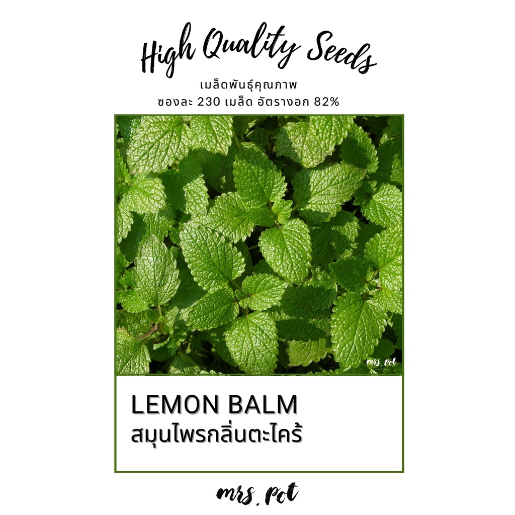 เมล็ดสมุนไพรฝรั่งเลม่อนบาล์ม Lemon Balm รหัส057