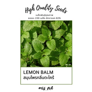 เมล็ดสมุนไพรฝรั่งเลม่อนบาล์ม Lemon Balm