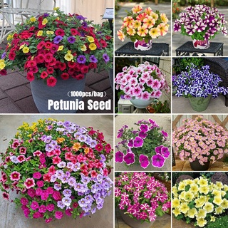 อัตรางอกสูง เมล็ด พิทูเนีย เมล็ดพันธุ์แท้ ดอกพิทูเนีย คละสี Hanging Petunia Flower Seeds Mix Colours (200เมล็ด/ซอง)