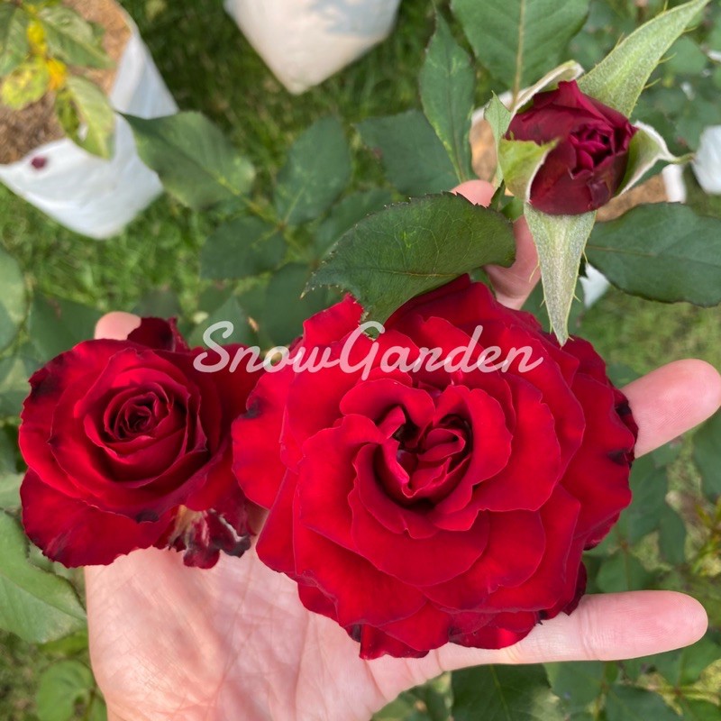 กุหลาบแดง Red Baccara ดอกใหญ่ ต้นกุหลาบเรดบาคาร่า ไร้หนาม(ส่งต้นติดดอก) ปลูกง่ายกุหลาบตัดดอก