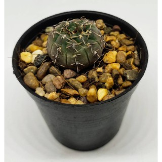 ยิมโนออกโซหัวม่วง   ขนาดประมาณ 3 CM   (Gymnocalycium ochoterenae) #cactus #แคตตัส #กระบองเพชร #ไม้อวบน้ำ