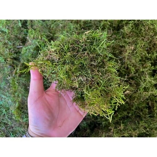 ไม้น้ำ java moss (ชวามอส) 5*5” มอสสด