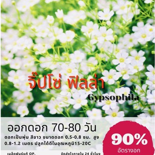 เมล็ดพันธุ์ ดอกจิ๊ปโซฟิล่า 500 เมล็ด(ยิปโซฟิลล่า) จิ๊ปโซ gypsophila ✅ราคาถูก🪴ปลูกง่าย ดอกสวยมาก🔥ซื้อ10แถม1 คละได้🔥