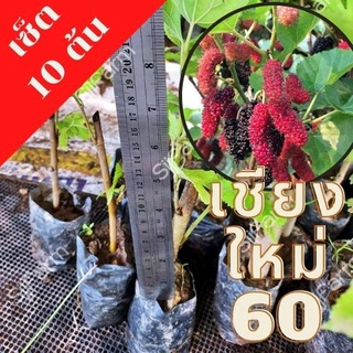 10 ต้น ต้นหม่อนเชียงใหม่ 60 ต้นสูงประมาณ 25 ซม.จัดส่งพร้อมถุงเพาะชำ พร้อมลงปลูก จัดส่ง 1-3 วันได้รับ