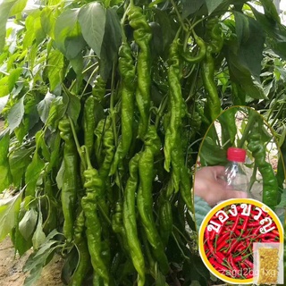 Giant Pepper Seeds Extra Large Screw Pepper Seedling Dragon Pepper Pepper Seedling Planting High-Yield Vegetable Seeds i