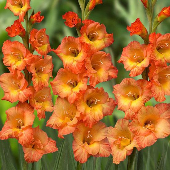 แกรนดิโอลัส Gladiolus ดอกซ่อนกลิ่นฝรั่ง สีส้ม 10 หัว