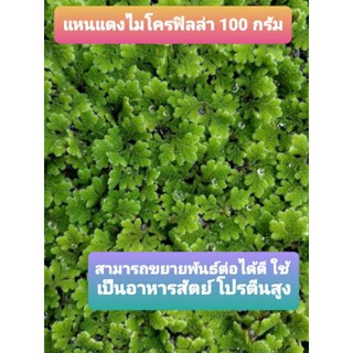 แหนแดง ไมโครฟิลล่า 100กรัม