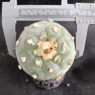 โลโฟดิฟฟูซ่ากราฟ ขนฟูๆผิวบลูๆ 🌵น่ารักมากๆ Lophophora diffusa