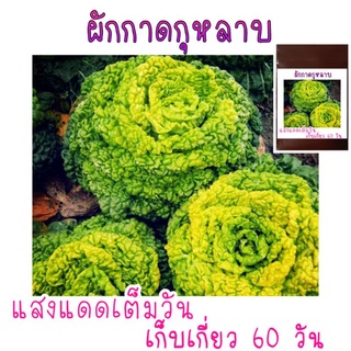 ผักกาดกุหลาบ​ 80 เมล็ด