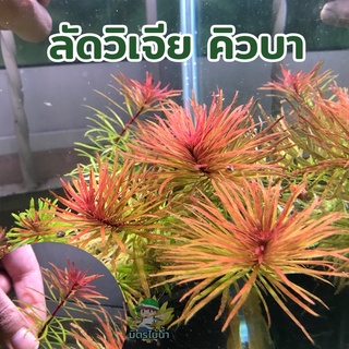 ลัดวิเจียคิวบา ludwigia Cuba ใบน้ำ100%