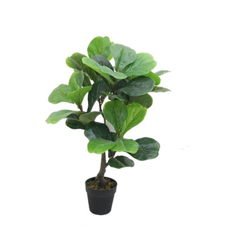 ฟรีจัดส่ง‼️New ต้นไทรใบสัก (fiddle fig leaf)​ สูง 75 CMต้นไม้ประดิษฐ์​ ต้นไม้ปลอม ต้นไทรราคาถูก ตกแต่งบ้าน ตกแต่งห้อง