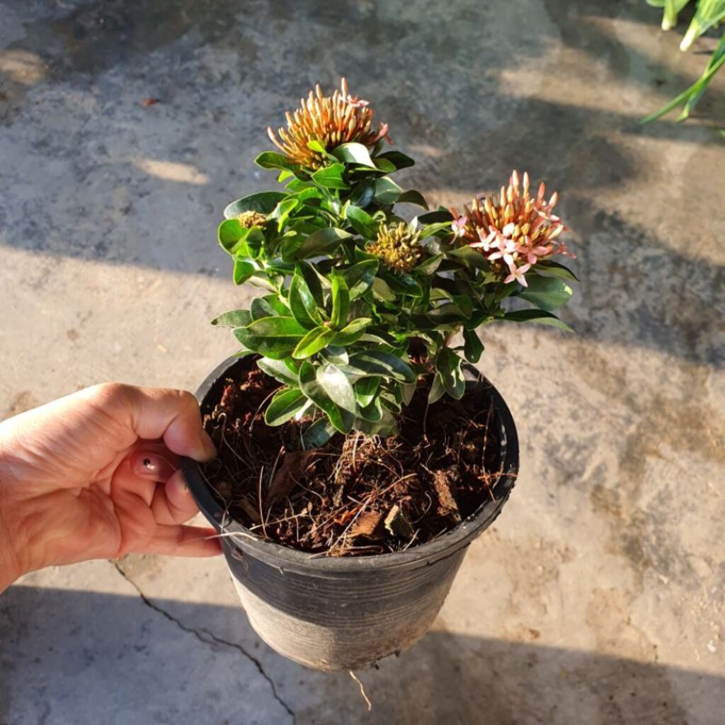 มุมมอง 4