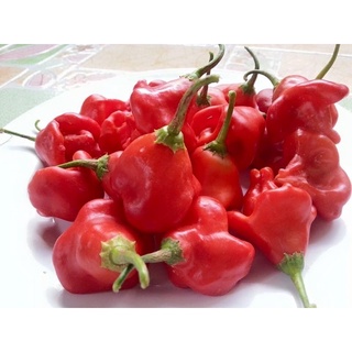 เมล็ดพริกประดับทานได้Ornamental pepper Bell พริกสวยงาม หลากหลายชนิด