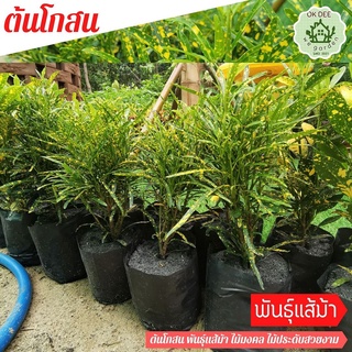 ต้นโกสนสูง40-45 เซนติเมตร โกสนแส้ม้าใบยาวเรียวสวย สีเหลืองเขียว ไม้ทนแดด