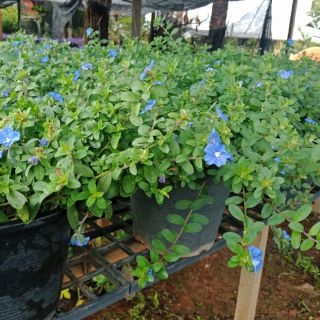 Flower Garden F82 ฟ้าประดิษฐ์ กระถาง9นิ้ว(Ground Morning Glory) 2กระถาง/1ออเดอร์ (อ่านก่อนสั่ง)