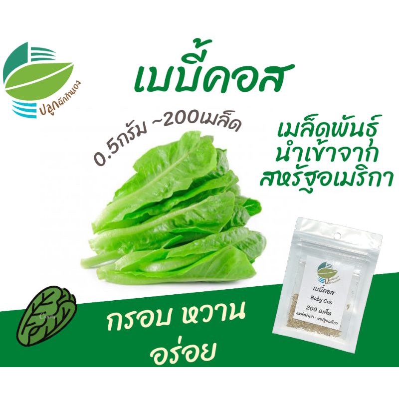 เบบี้คอส (Baby Cos) 200 เมล็ด จากสหรัฐ​อเมริกา​ #ผักสลัด