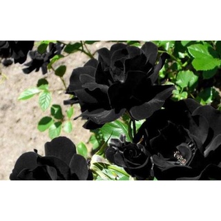 30 เมล็ด กุหลาบดำ Black Rose Seeds ดอกใหญ่ นำเข้าพร้อมคู่มือ