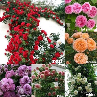 （อัตราการปลูกสูง）Mixed Color Climbing Rose Seeds Red Pink Yellow Flower Seeds ต้นไม้ประดับ พันธุ์ดอกไม้ เมล็ดดอกไม้ ดอกไ