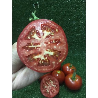 มะเขือเทศเนื้อ ปลอดสาร🍅 - มีใบรับรอง มะเขือเทศ มะเขือเทศใช้ทำสลัด น้ำปั่นสกัดเย็น