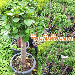 ช้อนเงินช้อนทอง🌱ต้นสวยพร้อมส่งสูง50-60ซม.(รับประกันสินค้าชำรุดเสียหาย)