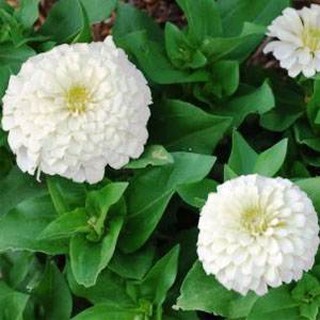 เมล็ด ดอกบานชื่นสีขาว - Mixed White Zinnia Flower