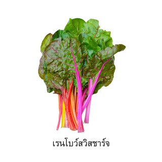 เมล็ดพันธุ์สวิสชาร์จ (Swiss Chard)