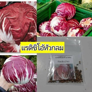 เมล็ดพันธุ์ผักแรดิชิโอหัวกลม