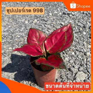(ใส่โค้ด INCSL33 ลดเพิ่ม 50%) ต้น ซุปเปอร์เรด ราคา 99฿