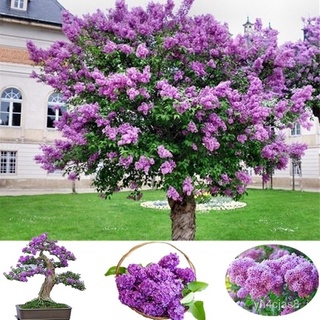 （อัตราการปลูกสูง）50 Pcs Rare Lilac Seed Purple Lilac Flower Seeds Lilac Tree Seeds Plant Bonsai Home Garden Decor ผักสวน