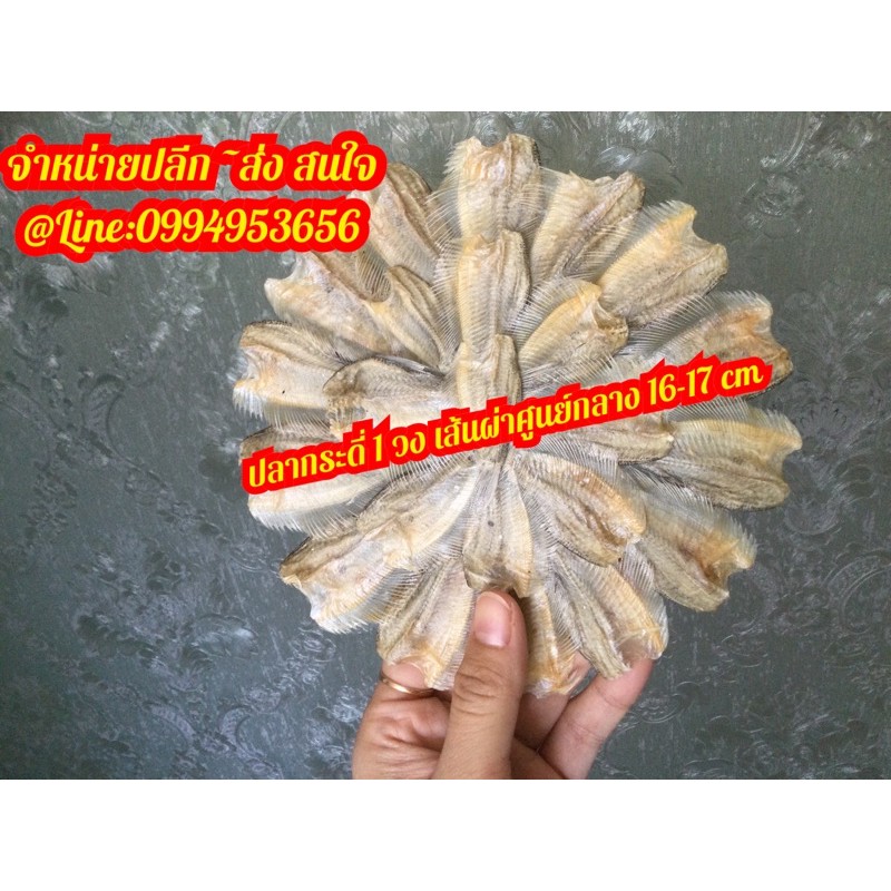 ☘️ปลากระดี่ ปลากระดี่ตากแห้ง 100% ( 1 วง )  ปลาแห้ง ปลาวง ปลาน้ำจืด ปลากระดี่วง - รูปที่ 2