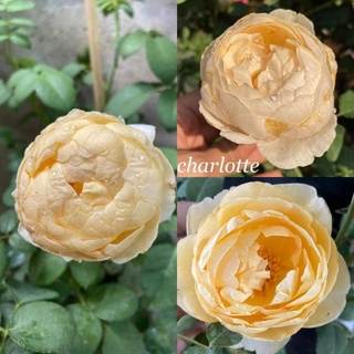 กุหลาบ​ ชาล็อต​ (Chalotte rose)​