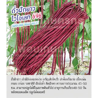 เมล็ดพันธุ์ ถั่วฝักยาว สีม่วง ไวโอเลท  - Yard Long Bean Violet ตราดอกแตง เมล็ดพันธุ์ เมล็ดผัก คุณภาพ"เพื่อนเกษตรกร"