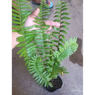 Fern Variety Wild fern ornamental plant indoor outdoor花园/男装/文胸/头饰/儿童/内裤/种子/芹菜/帽子/玫瑰//กุหลาบ QONB