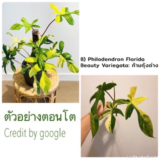 ฟิโลเดนดรอน ก้ามกุ้งด่าง Philodendron Florida Beauty ด่างจัด ด่างแล้วไม่ต้องลุ้น ต้นแข็งแรง รากแน่น