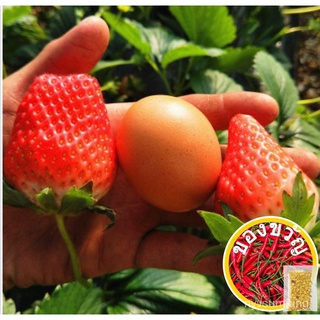 คละ สวนครัว ปลูก/Red strawberry 50 seeds สตรอเบอร์รี่สีแดง50เม็ด มะเขือเทศ มะเขือเทศเชอร/อินทรี/อินทรีย์ คละ สวนครัว ดอก